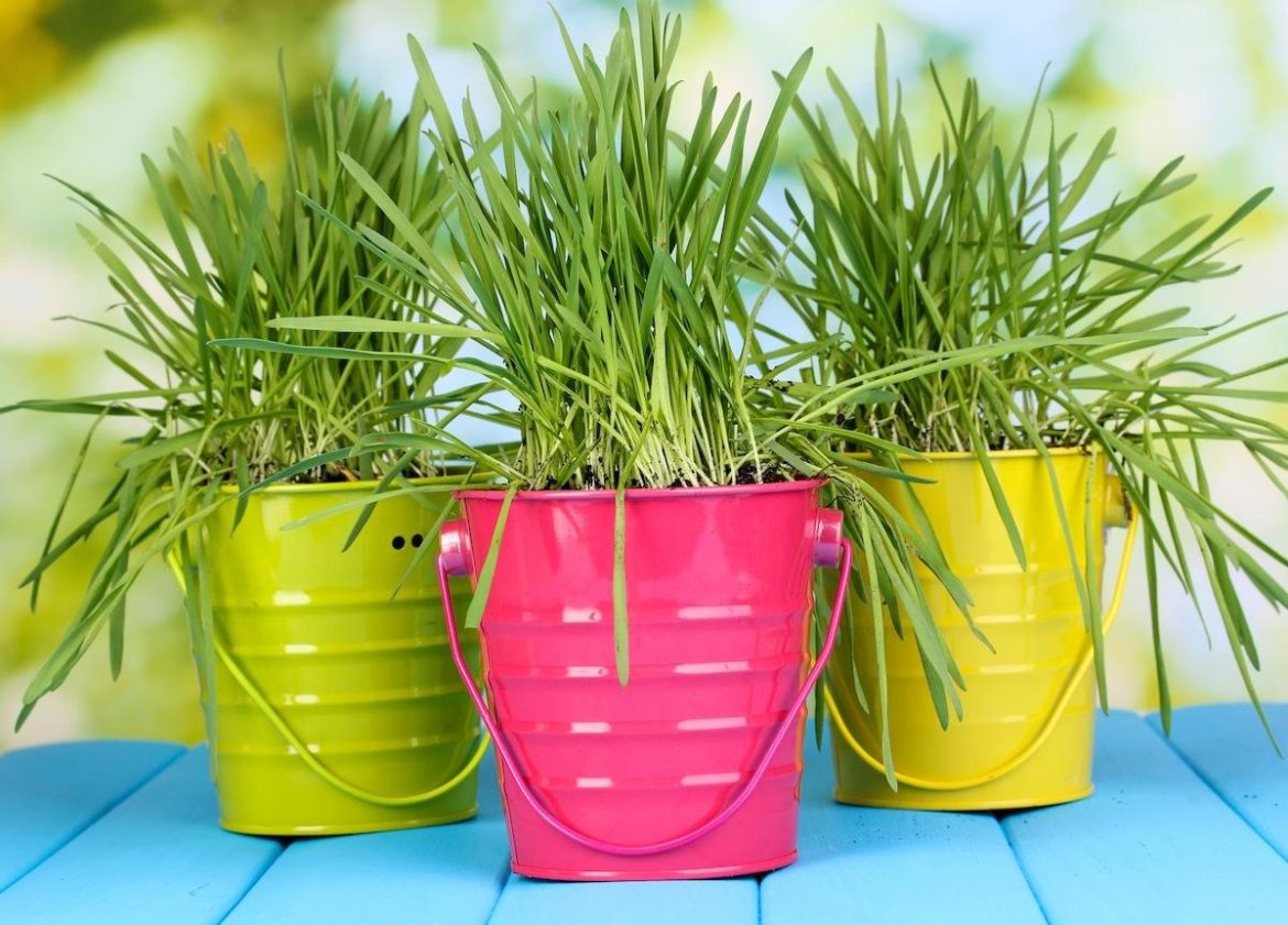 Посмотреть какие горшки металлические, стоит выбрать, чтобы подчеркивали красоту цветов и создавать им хорошие условия для роста