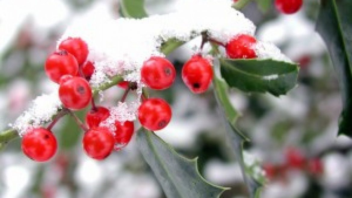 Чем подкормить растения осенью? Фото и видео – ZelenDvir