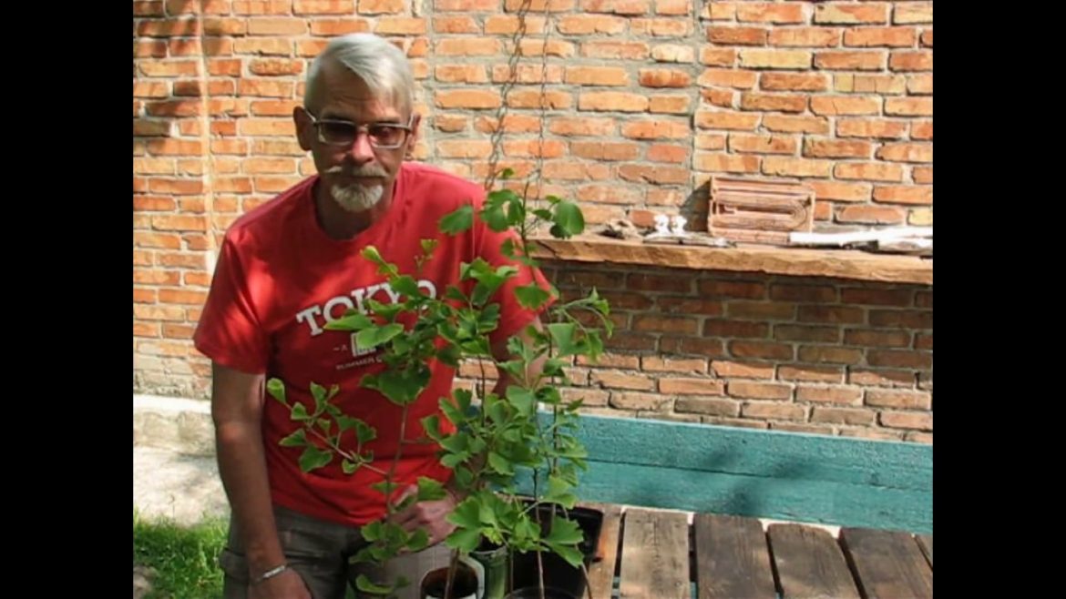 Гинкго двулопастное — как вырастить и размножить? Фото и видео – ZelenDvir