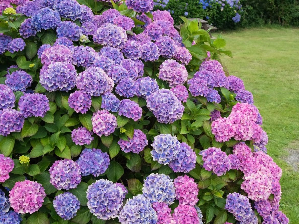 Гортензия садовая. Чего не цветет?