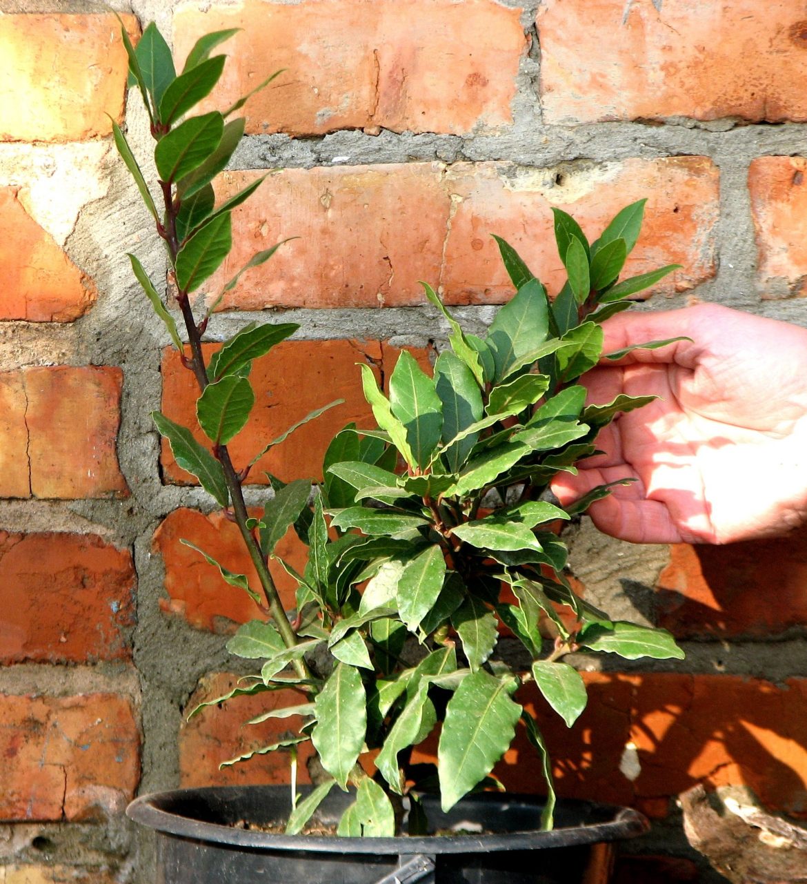Лавр благородный — выращиваем в саду и в доме. Фото. Видео – ЗЕЛЕНАЯ УСАДЬБА