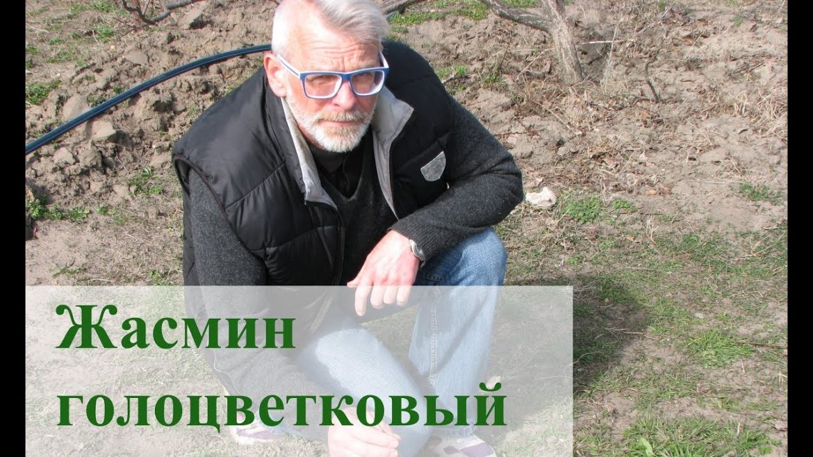 Лавр благородный — выращиваем в саду и в доме. Фото. Видео – ZelenDvir