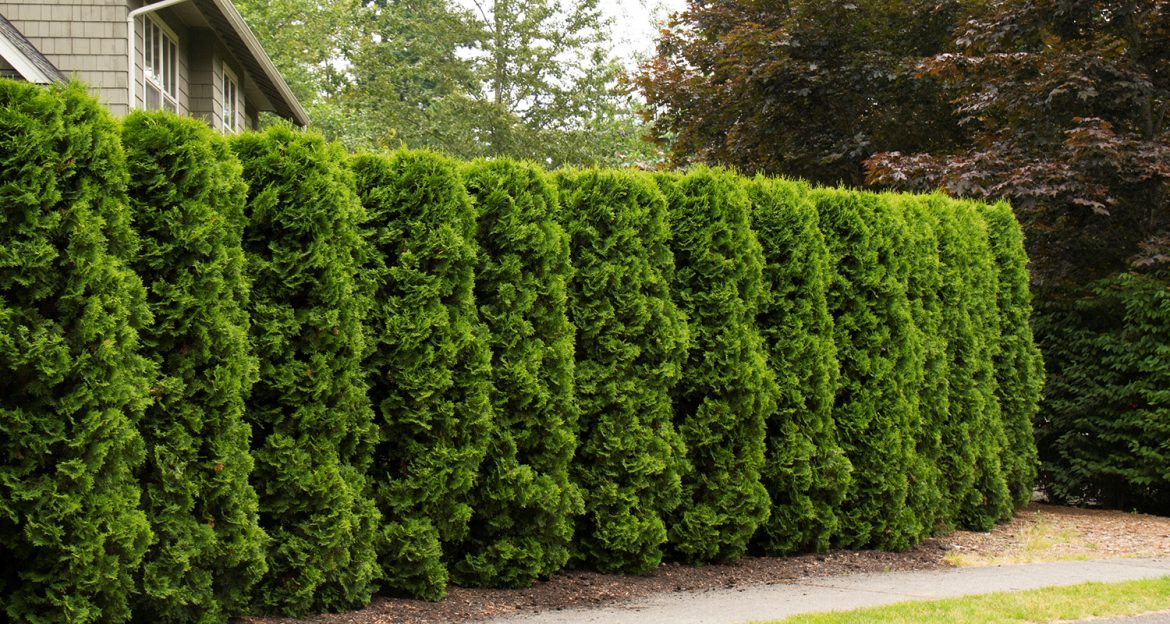 Лиана горец – живая изгородь за один сезон. Виды, посадка, уход. Фото – ЗЕЛЕНАЯ УСАДЬБА