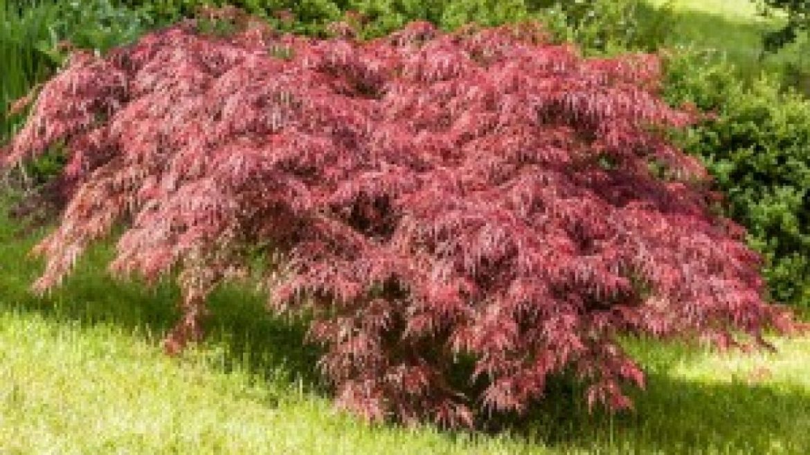 osennee-vikorinyuyuche-opryskivanie-sada-protiv-vreditelej-i-boleznej-preparaty-video-zelendvir Осеннее викорінююче опрыскивание сада против вредителей и болезней. Препараты. Видео – ZelenDvir