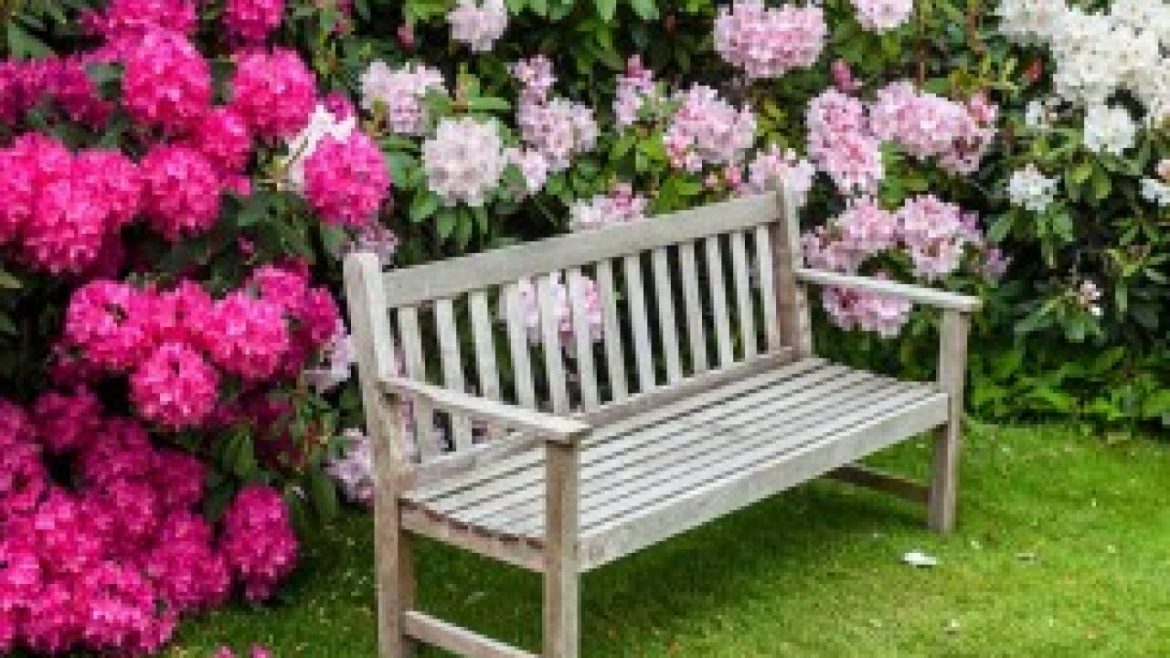 Размножение декоративных и плодовых культур отводками. Фото – ZelenDvir