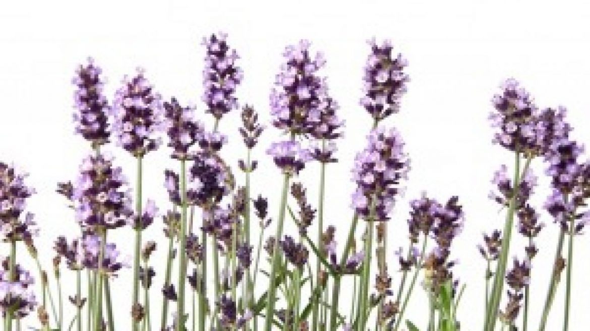 Размножение растений черенкованием летом. Фото и видео – ZelenDvir