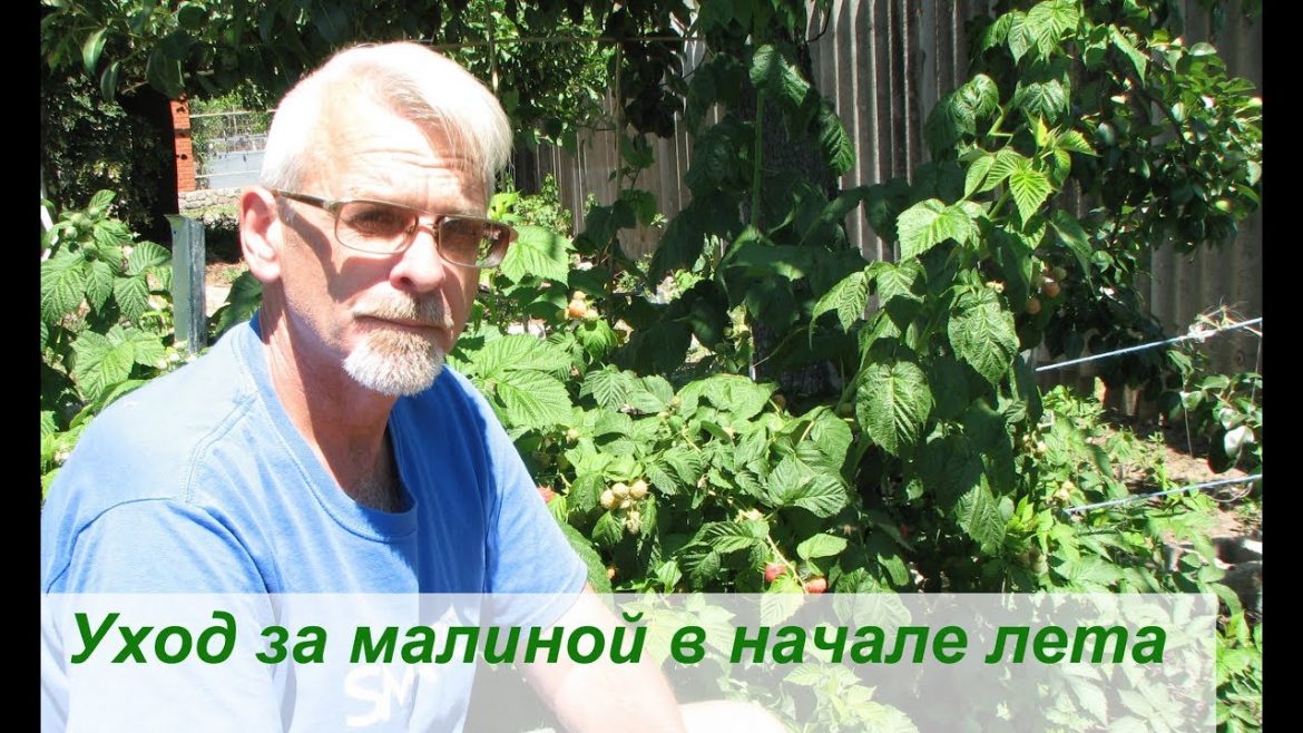 Ремонтантная малина – особенности ухода в начале лета. Фото и видео – ZelenDvir
