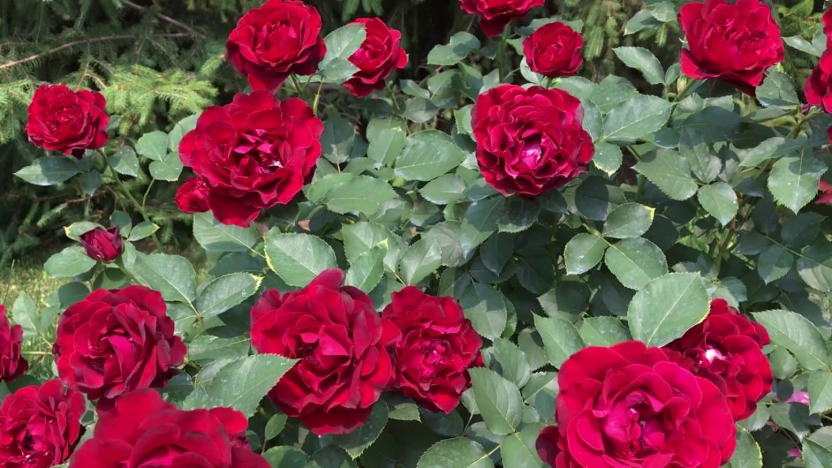 Английские розы — лучшие сорта, советы по уходу и использования от питомника Дэвид Остин Роуз. Фото – zelendvir