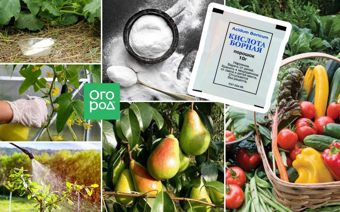 bornaya-kislota-kak-primenyat-v-ogorode-i-czvetnike Борная кислота: как применять в огороде и цветнике