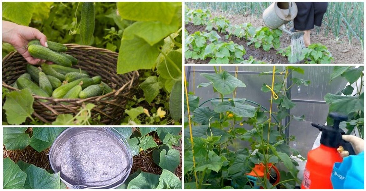 Чем подкармливать огурцы в теплице, чтобы они хорошо росли и плодоносили