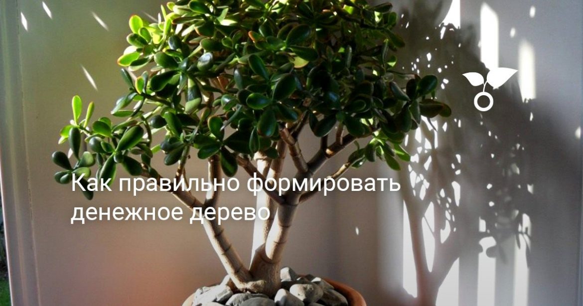 Как правильно сформировать красивую крону у крассулы: полезные советы