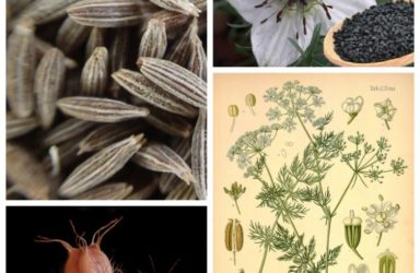 Как вырастить тмин из семян: советы по уходу