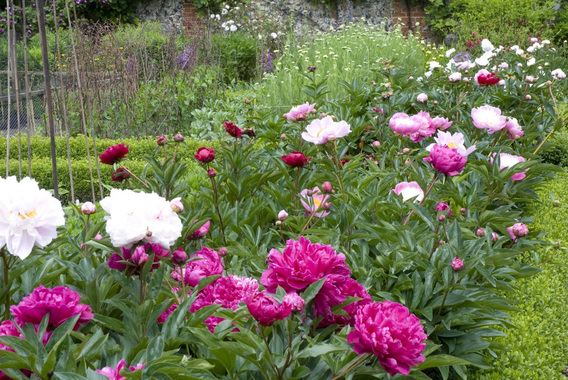 Какие соседи по клумбе лучше всего подойдут для пиона