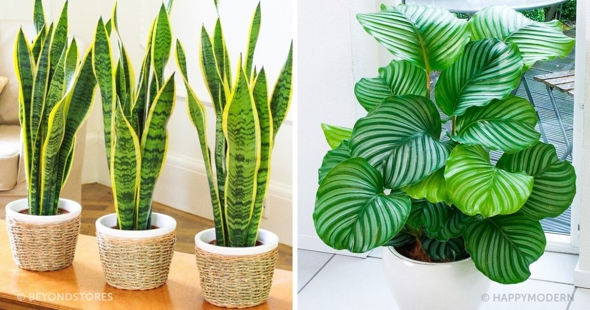 Комнатные растения для домов, где мало солнечного света