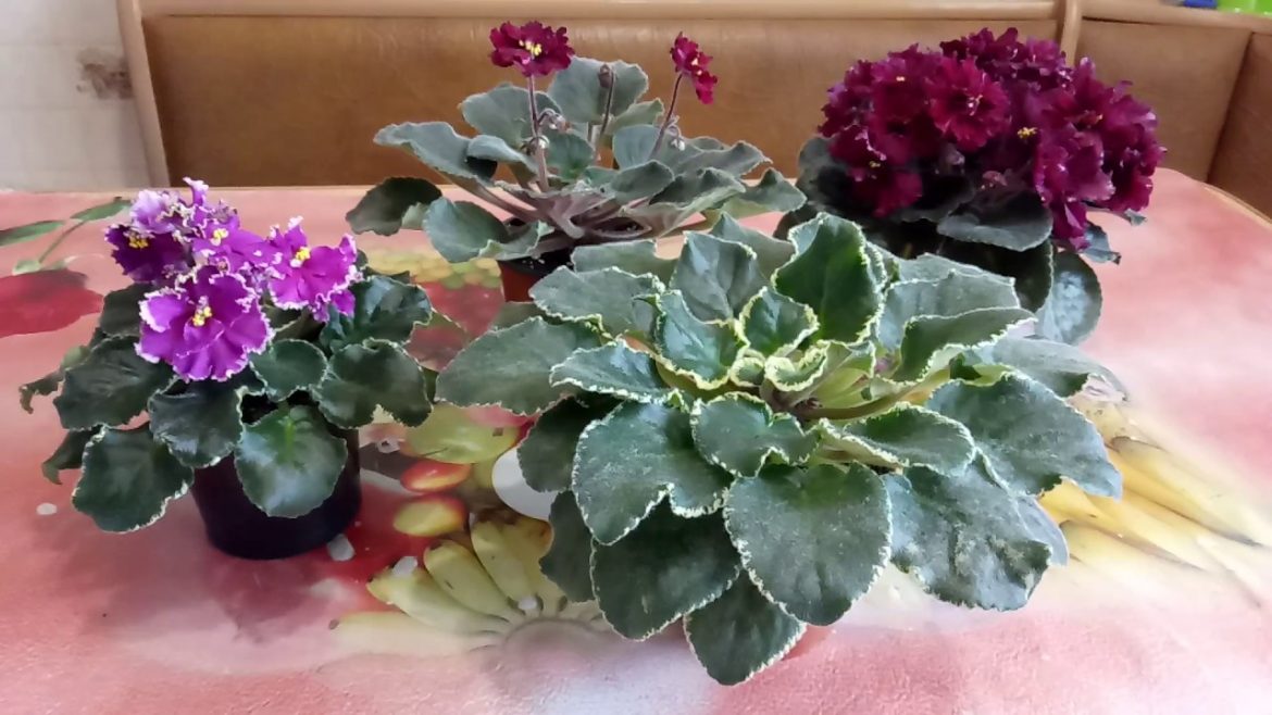 Почему не цветет фиалка комнатная: основные причины