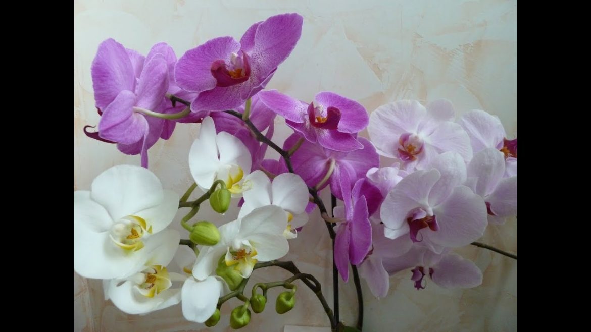 Правильный уход за орхидеями для новичков: цветут как сумасшедшие