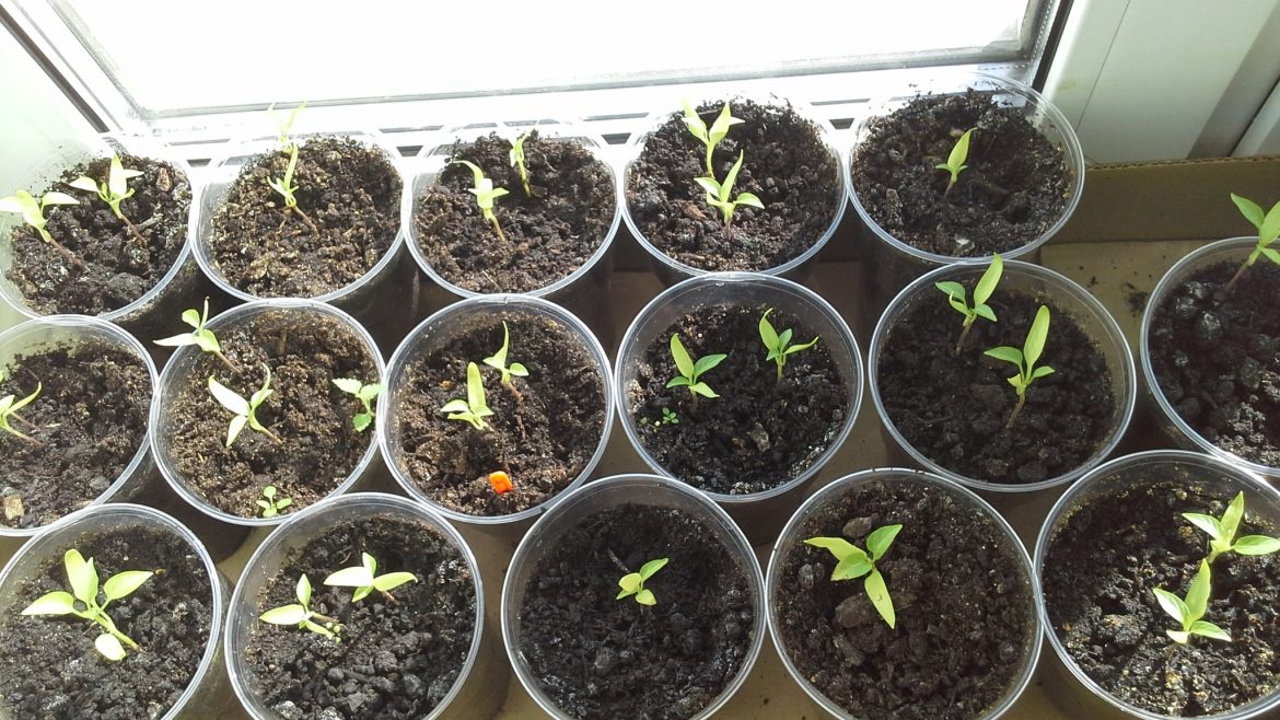 Рассада перца остановилась в росте: что делать?