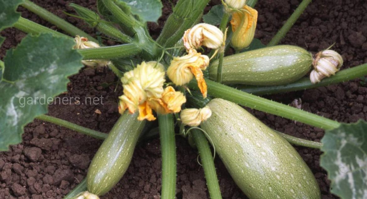 Секреты посадки кабачков для большого урожая!