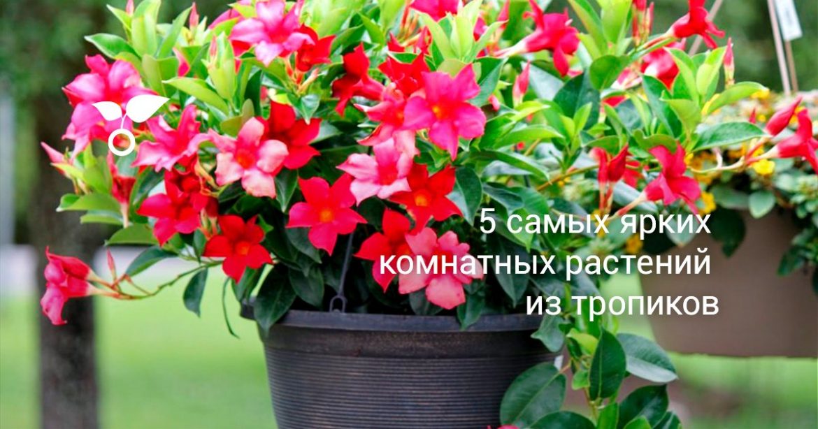 5 комнатных цветов, которые являются довольно капризными в уходе