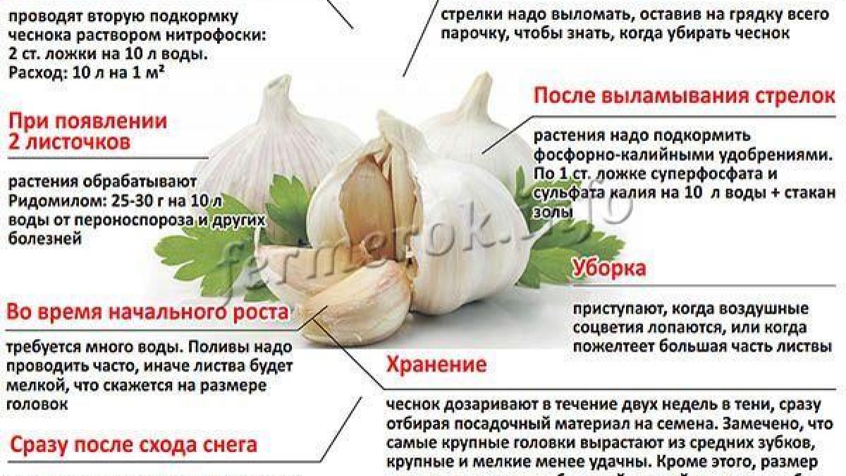 Чеснок при диетах за неделю