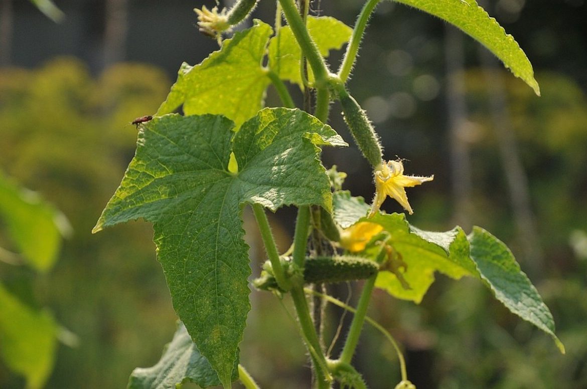 8 причин пустоцвета на огурцах и способы преодоления этой проблемы