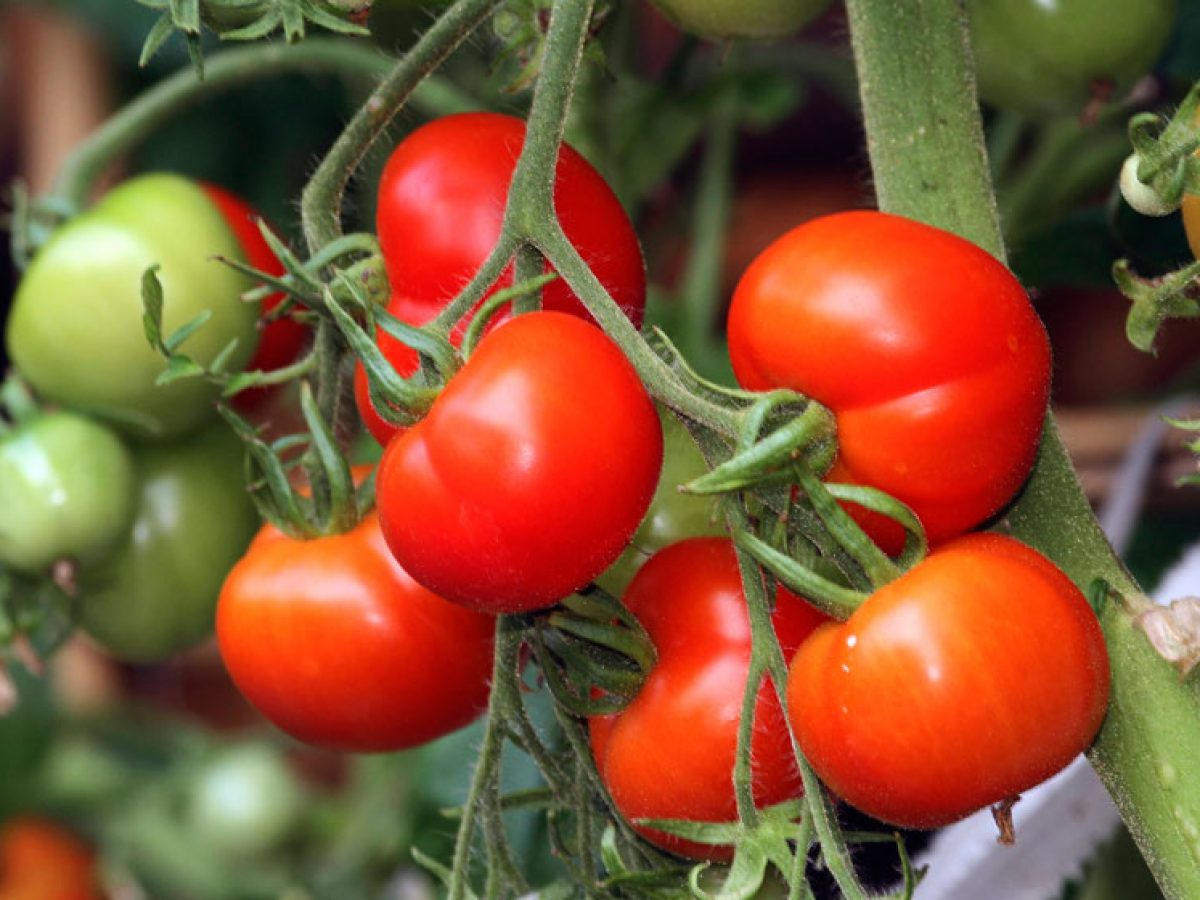 Чем и как подкармливать помидоры в открытом грунте, чтобы плоды быстрееросли