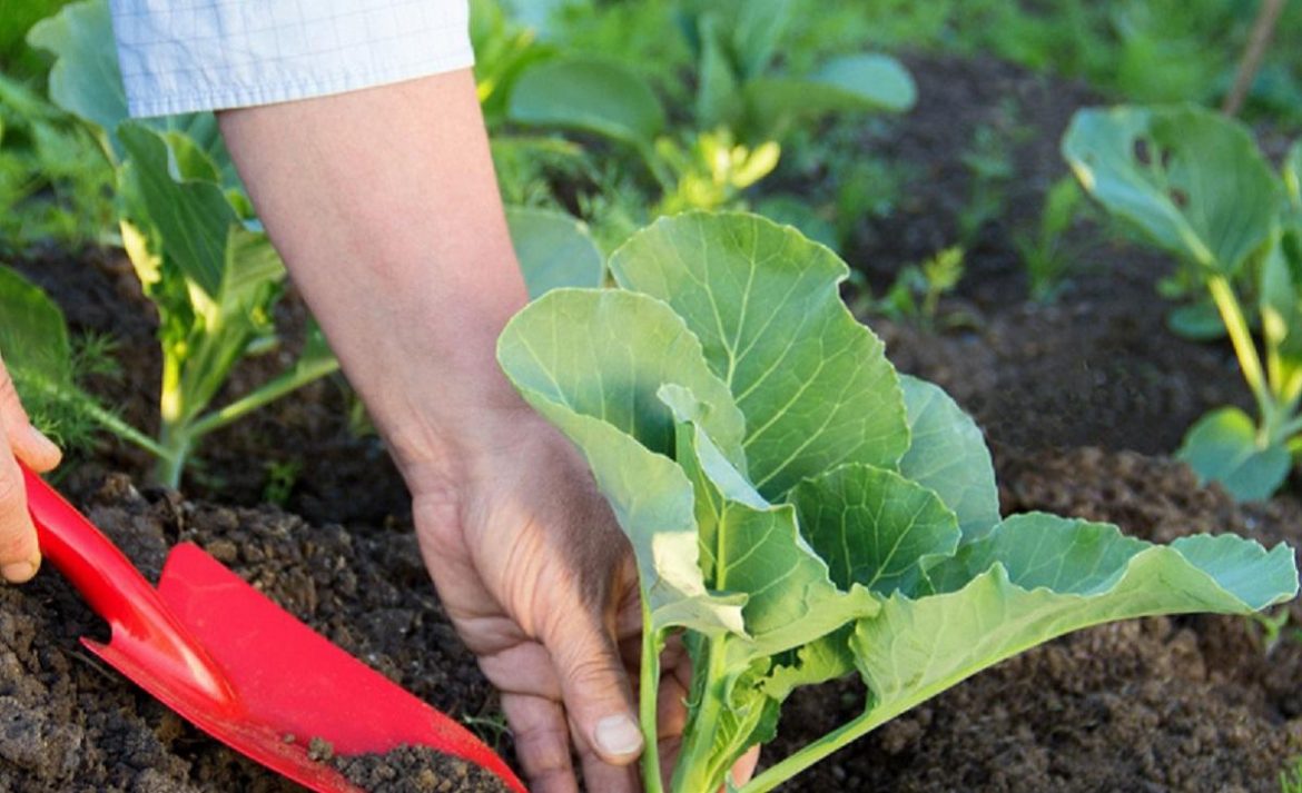 Чем подкормить капусту после высадки в открытый грунт для хорошего роста и урожая