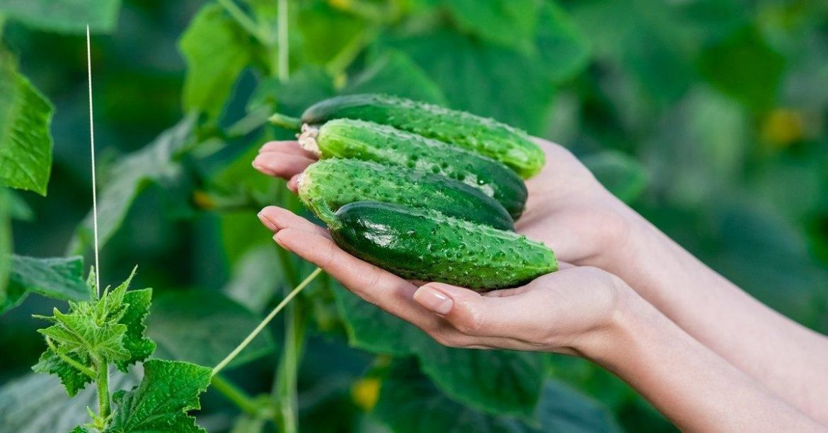 chem-podkormit-ogurczy-chtoby-oni-ne-zhelteli-i-ne-vyali-dejstvennye-i-effektivnye-sposoby-uvelicheniya-urozhajnosti Чем подкормить огурцы, чтобы они не желтели и не вяли: действенные и эффективные способы увеличения урожайности