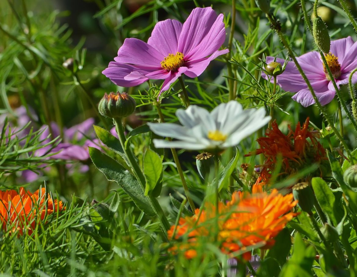 Цветы-самосевы: в чем преимущества таких растений