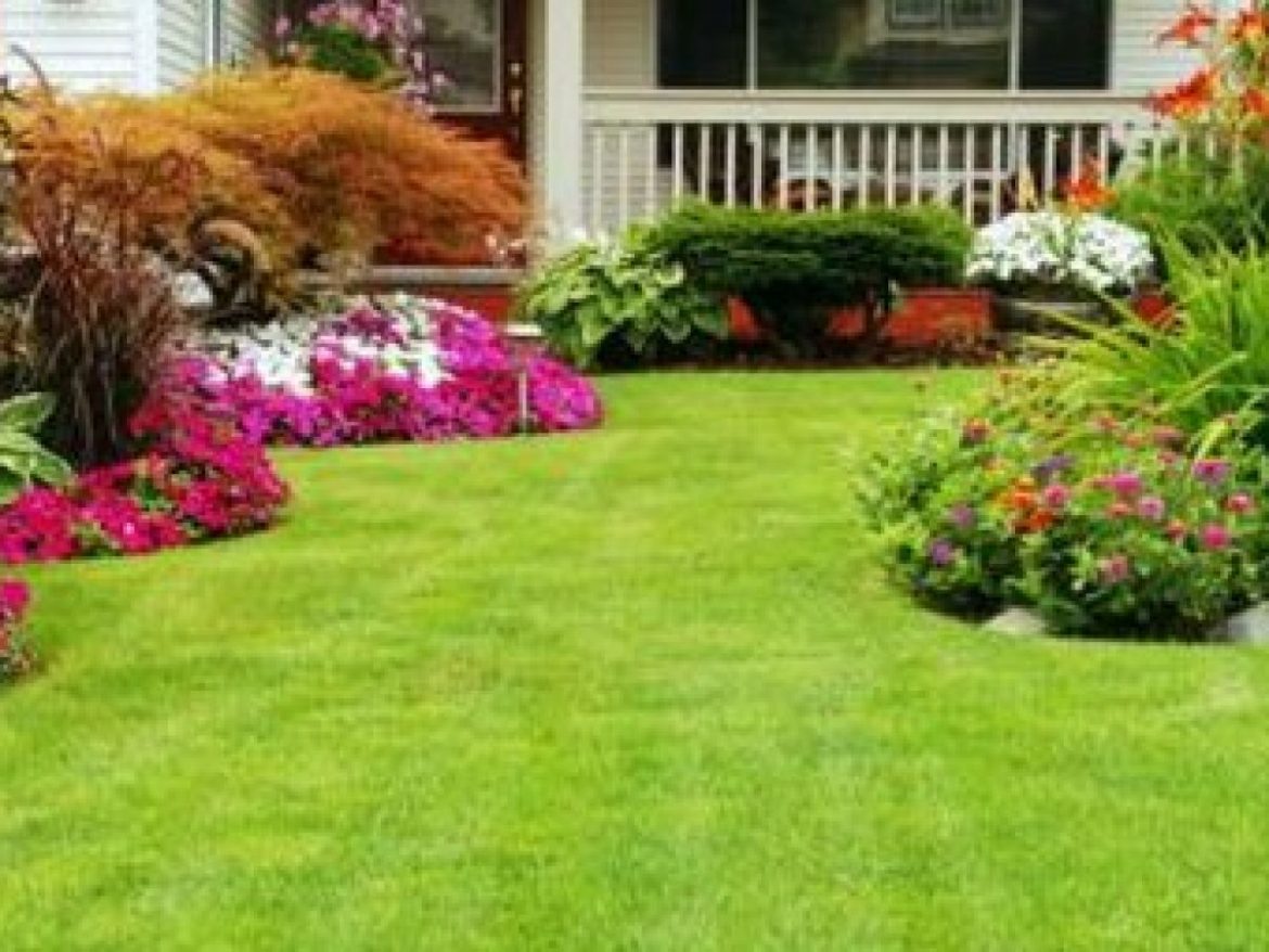 Дерн в саду — красивый и неприхотливый