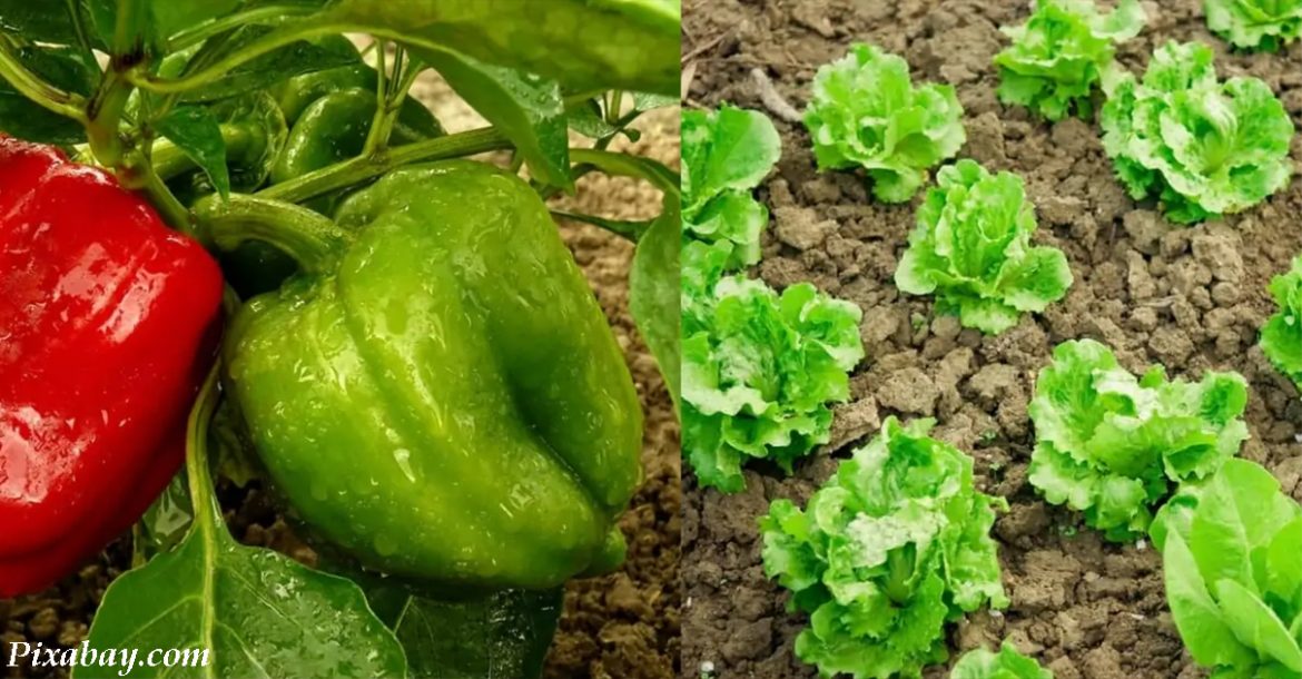 eti-16-ovoshhej-obyazatelno-sleduet-sazhat-na-ogorode-vmeste Эти 16 овощей обязательно следует сажать на огороде вместе