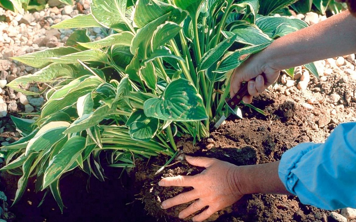 Как делить хосты осенью: полезные советы для садоводов