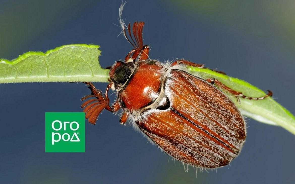 Как избавиться от майских жуков: полезные советы