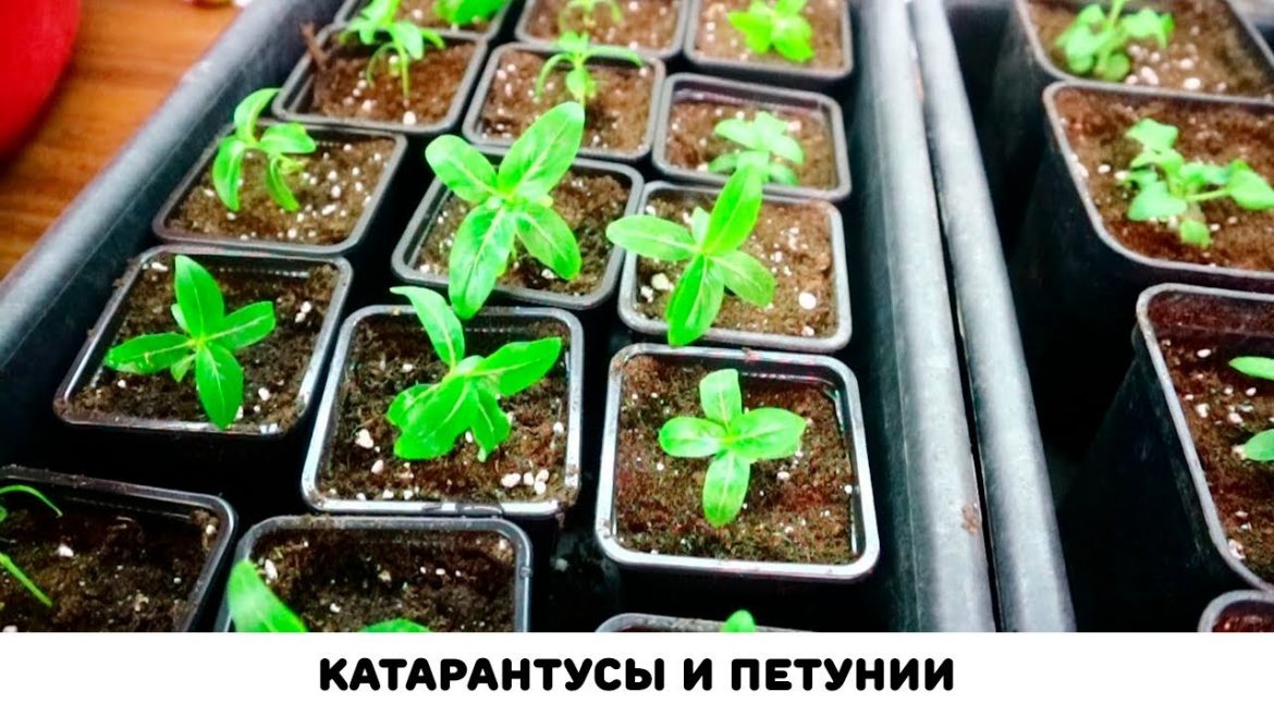 kak-nuzhno-pikirovat-rassadu-petunii-poleznye-sovety Как нужно пикировать рассаду петунии: полезные советы