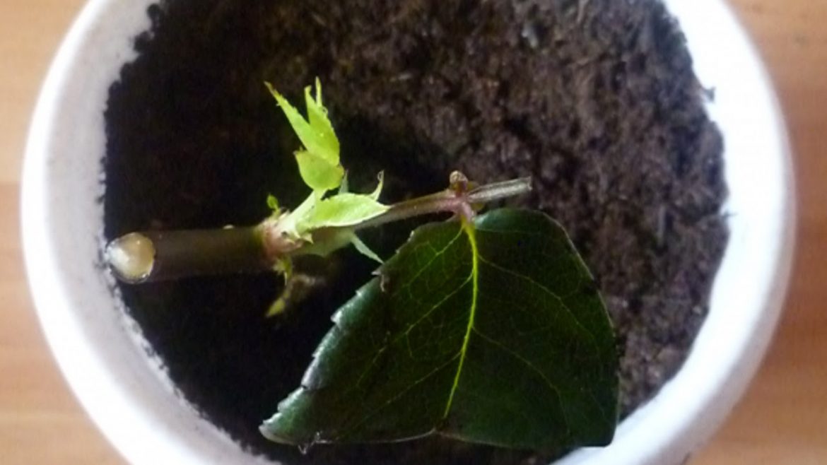 Как получить побеги розы из ростка букета