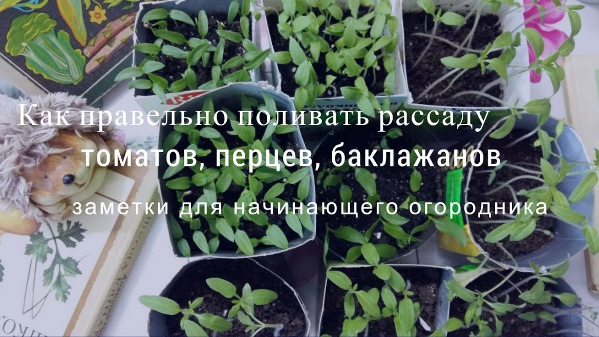 Как правильно поливать рассаду, чтобы она росла крепкая и здоровая
