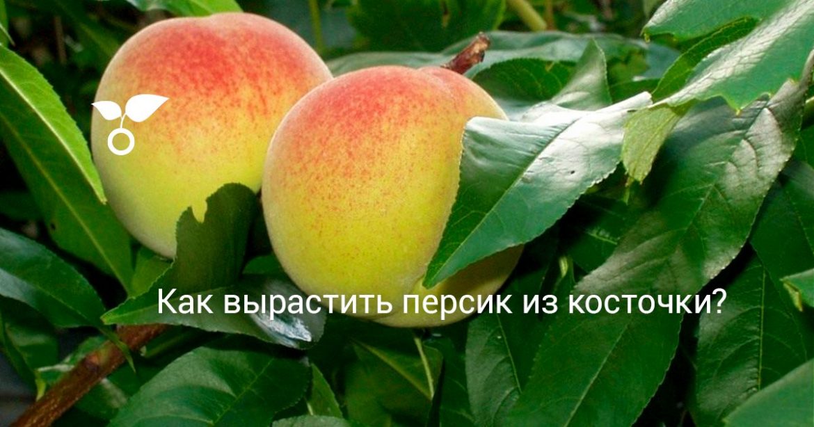 Как самостоятельно вырастить персик из косточки