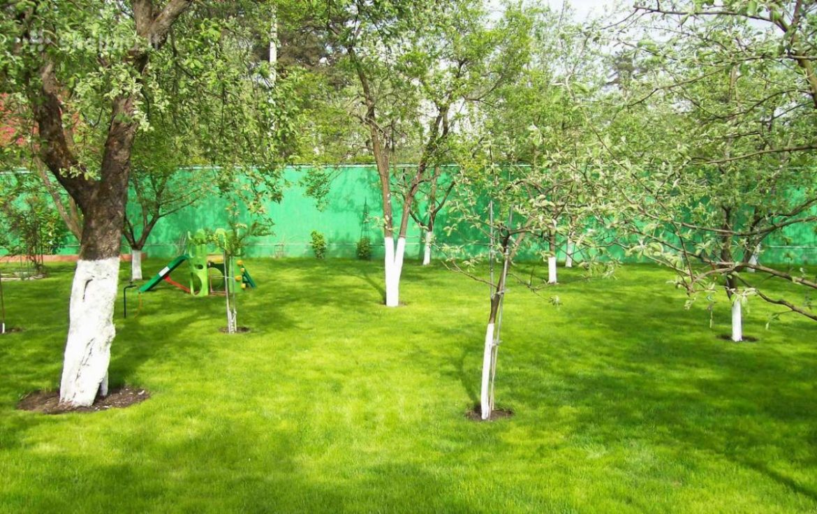 Какие овощи, деревья и кустарники нельзя сажать близко друг к другу