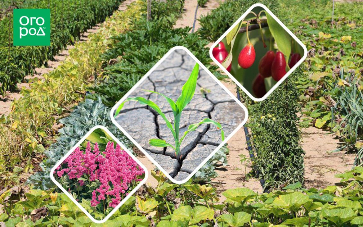 Кислый грунт: что посадить в саду, цветнике и на огороде