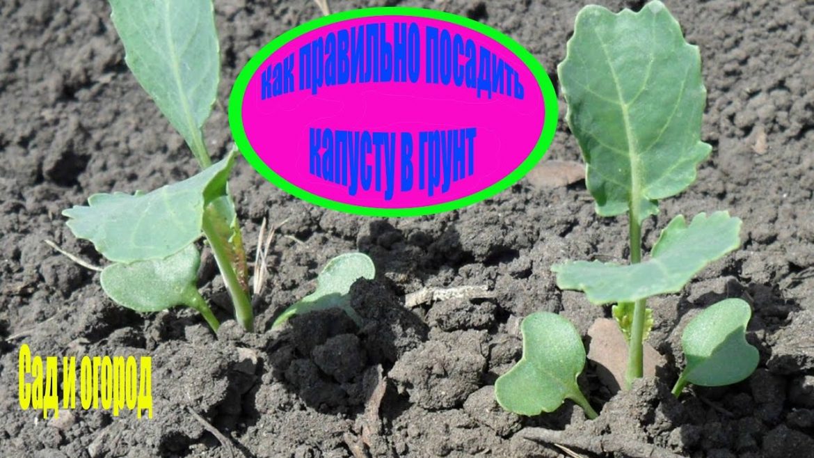 Когда нужно сажать капусту и как это правильно делать