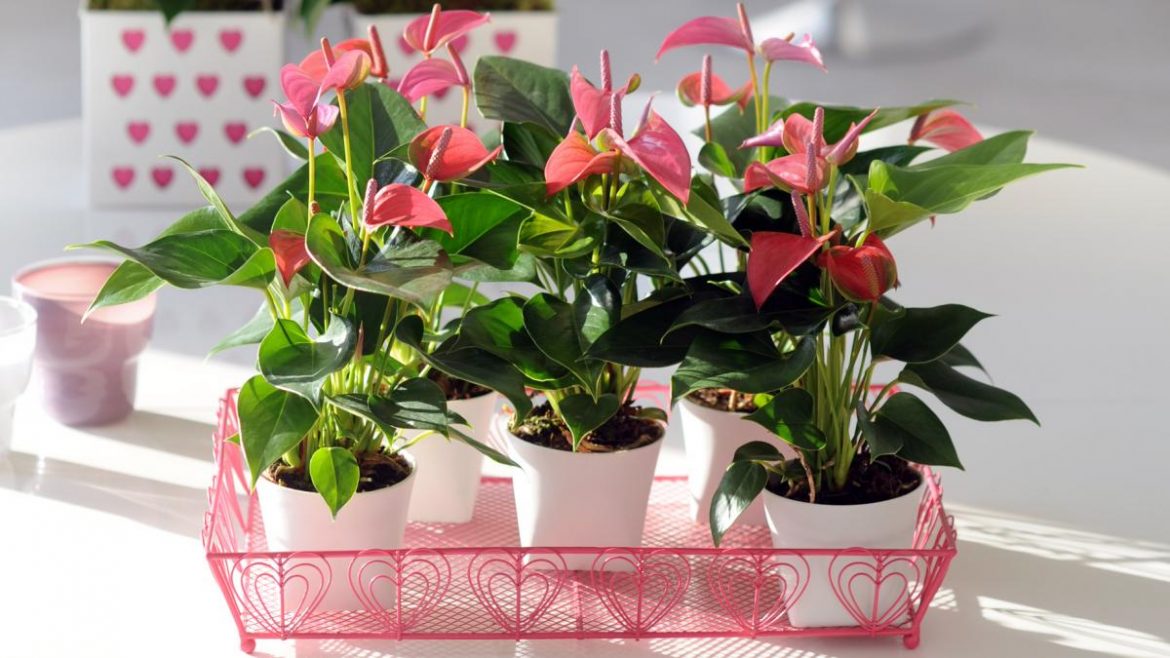 Комнатные цветы, которые наносят тайные удары, их нельзя держать в доме