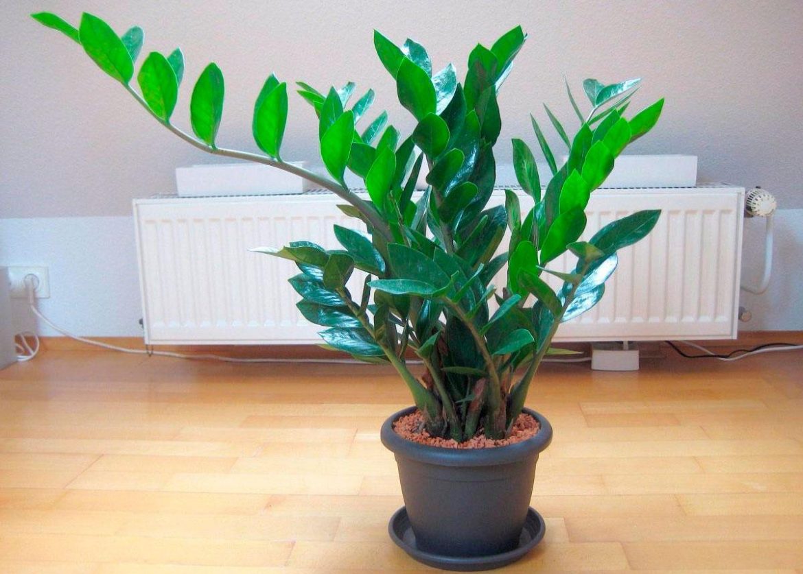 komnatnye-czvety-kotorye-prityagivayut-dengi-i-bogatstvo-kak-magnit Комнатные цветы, которые притягивают деньги и богатство как магнит