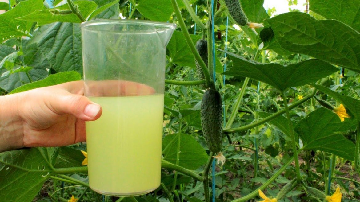 Лечим огурцы от всех болезней: секретный раствор из натуральных средств