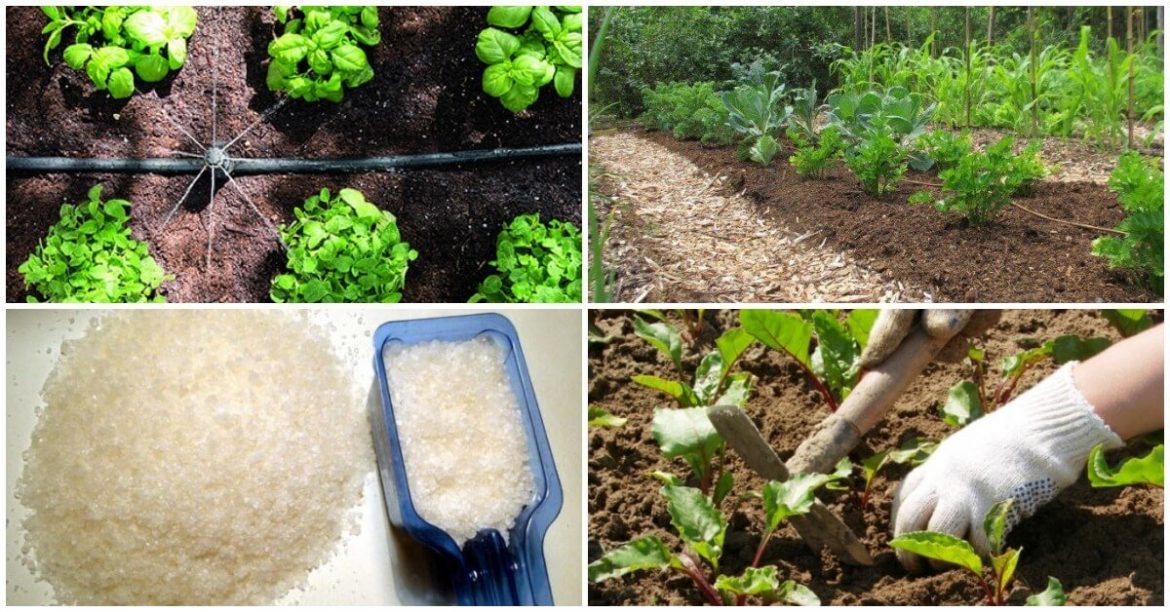 Несколько приемов, которые помогут как можно дольше сохранять влагу в почве