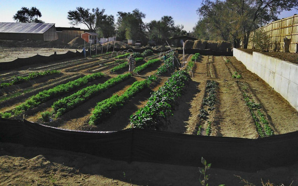 organicheskie-udobreniya-svoimi-rukami-maksimum-urozhaya-minimum-hlopot Органические удобрения своими руками: максимум урожая, минимум хлопот