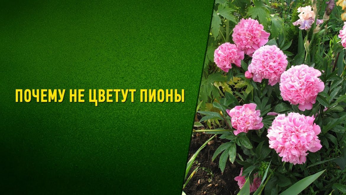 pochemu-ne-czvetut-piony Почему не цветут пионы