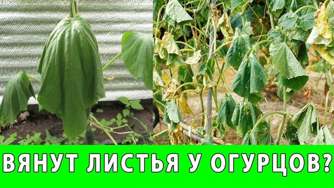 pochemu-vyanut-listya-ogurczov-v-teplicze Почему вянут листья огурцов в теплице