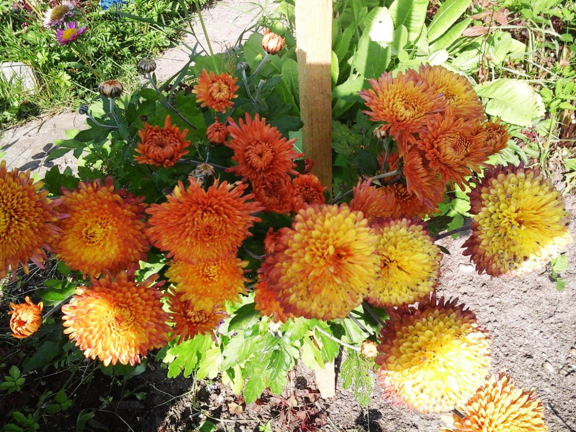 podgotovka-hrizantem-k-zime-chto-neobhodimo-sdelat Подготовка хризантем к зиме: что необходимо сделать