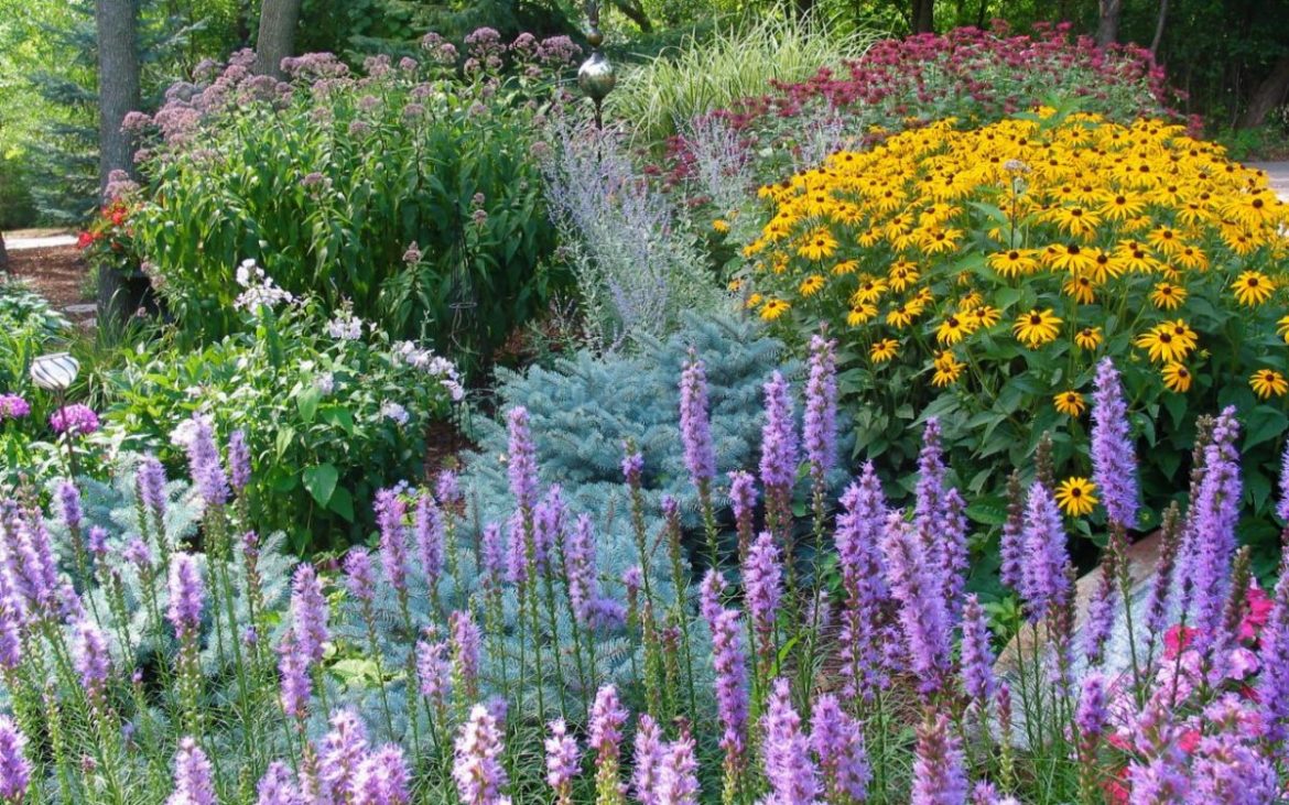 posadka-czvetov-osenyu-kakie-czvety-mozhno-i-nuzhno-seyat-pod-zimu Посадка цветов осенью: какие цветы можно и нужно сеять под зиму