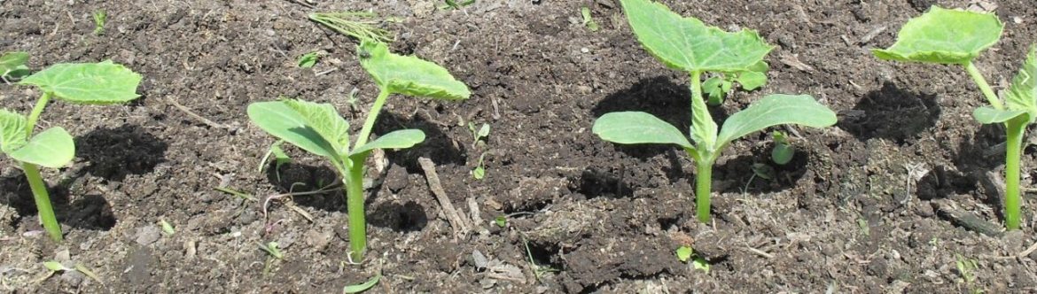 Посадка огурцов в открытый грунт семенами в 2019 году: когда и как сеять — пошаговая инструкция